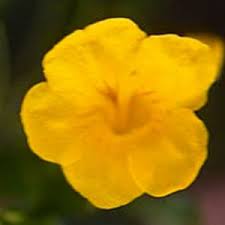 Tecoma Stans A Vibrational Wise Elder Flower Essences Flowers Essence