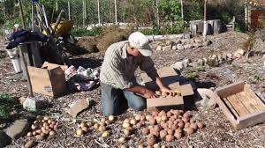 Plant seed potatoes 12 inches apart and cover with about 3 inches of soil. How To Store Potatoes For The Winter Youtube