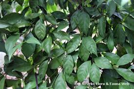 Image result for Rothmannia longiflora