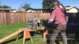 Labrador puppies for sale in california under 200. Labrador Puppies For Sale In California Under 200 07 2021