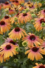 A Plant To Love Butterfly Rainbow Marcella Coneflower Flowers Perennials Plants Flower Garden
