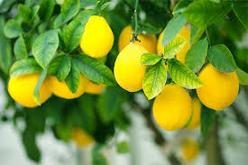 Image result for Citrus × limon