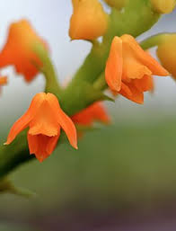 Image result for Polystachya dewanckeliana