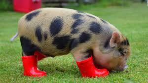 We would like to show you a description here but the site won't allow us. Yes Now There S A Micro Pig Cafe Cnn Travel