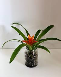 Mondo piante è una riconosciuta impresa online grazie alla quale, con estrema facilità, hai la possibilità di disporre di incredibili promozioni e offerte di scarpe. Mondo Piante Pianta Tillandsia Bromelia Con Vaso In Facebook