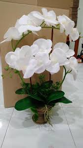 Orkid ini juga penyala sepanjang tahun bagi. Orkid Latex Putih Berseri Nie Dah Otw Ke Orkid Latex Iman Facebook