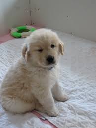 Taking care of golden retriever's newborn puppies is simple and does not need complex processes. Baby Newborn Baby Puppy Golden Retriever Newborn Baby