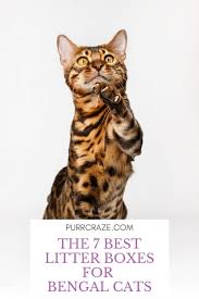 There are specific breeds that are known to be ideal ragdoll. The 7 Best Litter Boxes For Bengal Cats Purr Craze