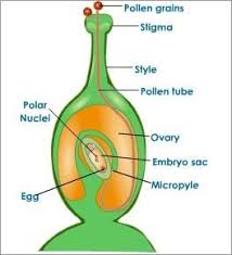 Germination Of Pollen On Stigma Important Diagrams For Cbse Class 10 Biology Biology Lesson Plans Biology Diagrams Biology Resources