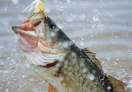 We did not find results for: Bass Fishing Wallpaper Backgrounds