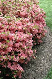 Blaauw S Pink Azalea Rhododendron Blaauw S Pink At Oakland Nurseries Inc Pink Azaleas Azaleas Flower Garden