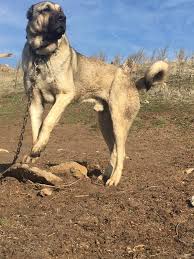 Kangal Akbas Turkler