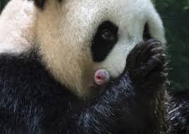 The giant panda, also known as the panda bear or simply the panda, is a bear native to south central china. Giant Panda In French Zoo Gives Birth To Lively Twin Girls