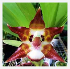 Image result for Meiostemon tetrandrus