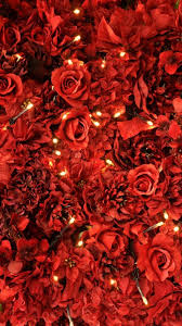 Rote bilder rosarot südländische büsche rosa rote pink cillis scharf gruenrote hintergrundbilder kostenlos frisch scharf limettten grün rote rot grün Red Rose Wallpapers For Iphone