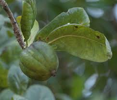 Image result for Catunaregam