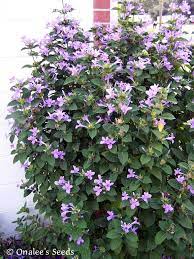 Dark purple blooms begin to appear to welcome the season, setting your yard apart. Image 0 Of Philippine Violet Seeds Barleria Cristata Hardy Shrub With Lavender Shade Tolerant Plants Shrubs Planting Flowers