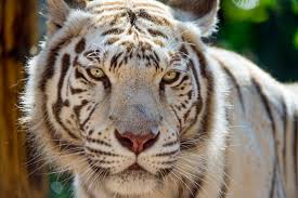 White tigers are variations of bengal tigers with pigmentation differences. White Tiger Picture Free Stock Photos Download 7 089 Free Stock Photos For Commercial Use Format Hd High Resolution Jpg Images