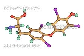 Image result for Thyroxine