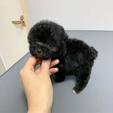 Legendary for their docile newfiedoodles (newfypoos) are consistently ranked as one of the most loved of the poodle/doodle. Teacup Poodle Puppies For Sale Near Me Mini Toy Poodles Puppies