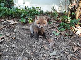 Fox tv izle, fox tv türkiye canlı hd yayınını kesintisiz olarak online internetten izleyin. Video Lost Baby Fox In Arlington Backyard Before It Was Reunited With Mom Arlnow Com