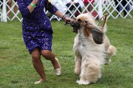 Best in show at the westminster kennel club dog show. Vy7l1slubznwm