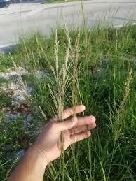 Image result for Sporobolus pyramidalis