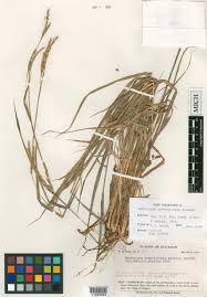 Image result for Andropogon perligulatus