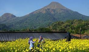 Jalan kebun bunga was laid out for the purpose of linking the gardens to town. Taman Bunga Refugia Kenikir Wisata Instagramable Di Trawas Mojokerto Suryanews