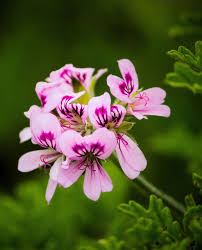 Image result for Pelargonium graveolens