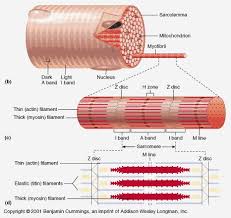 Smooth muscle makes up the walls of hollow organs, respiratory passageways, and blood vessels. Api Notes Home Page Skeletal Muscle Anatomy Muscle Anatomy Body Muscle Anatomy