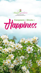 Best flowering shrubs for georgia. 27 Shrubs In Conyers Georgia Ideas In 2021 Shrubs Planting Shrubs Plants