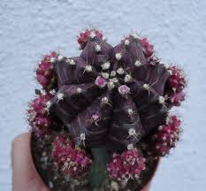 These mutant strains are often grafted onto the hylocereus cactus. Unique Gymnocalycium Mihanovichii Purple Moon Cactus Grafted Shipped In Pot
