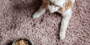 Check the list now and sign up for free dog food recall alerts. Bravo Raw Dog Food Was Just Recalled For Salmonella And Listeria Risks Self