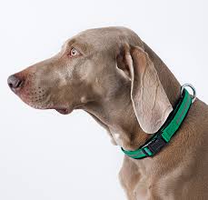 pin on pet friendly