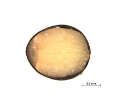 Image result for Trifolium wentzelianum