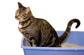 ▶here the list of best cat food for constipation you can buy now on amazon ▶ 5. 6 Safe Laxatives For Cats Lovetoknow