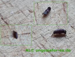 Die meisten ameisenarten haben ihre sogenannten nester außerhalb des hauses, beispielsweise unter steinen, platten, in. Kleine Braune Kafer Welche Kaferart Ist Das Ungeziefer Ex De Klart Auf 2021