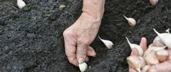 Cara pengendalian hama burung bisa dilakukan dengan cara penanaman Cara Menanam Bawang Putih Di Dataran Rendah