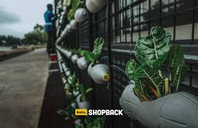 Ada banyak jenis tanaman favorit yang bisa menghiasi teras rumah. Menanam Sayuran Di Polybag Solusi Berkebun Di Rumah Katashopback
