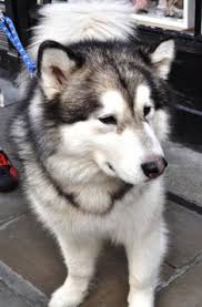 Alaskan malamute pictures, alaskan malamute images, alaskan malamute photos, fotos and more. 19 Ide Anjing Lucu Anjing Lucu Anjing Lucu