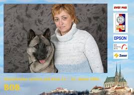 Image result for norský losí pes šedý