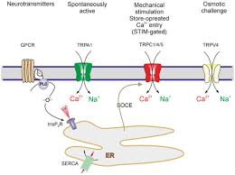 Yi nian yong heng episode 48 sub indo full. Physiology Of Astroglia Abstract Europe Pmc