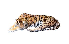 2,600+ Sleeping Tiger Stock Photos, Pictures & Royalty-Free Images - iStock  | Cute sleeping tiger