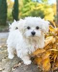 Maltese Puppies For Sale – Boutique Pups LLC