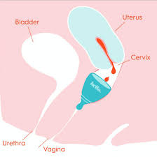 Image result for cervix position
