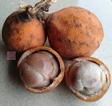 Image result for Landolphia owariensis