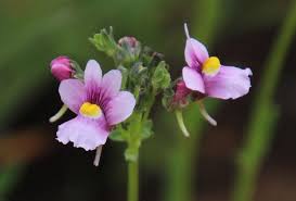 Image result for Nemesia fruticans