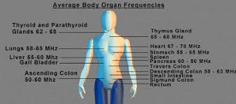 Reiki Retreat Body Organ Frequency Chart