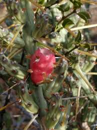 Check spelling or type a new query. Christmas Cholla Cactus Of Metro Phoenix Inaturalist